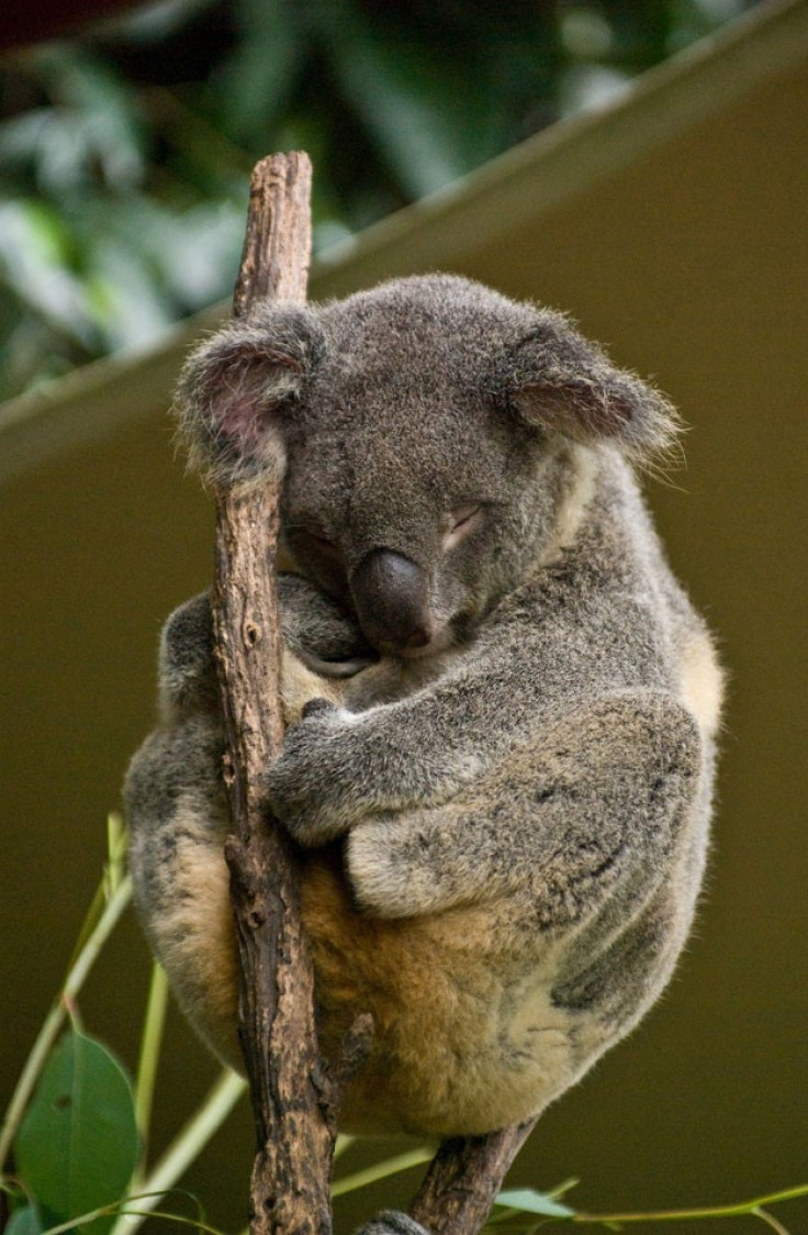 Koala