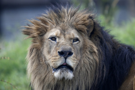 lion-endangered