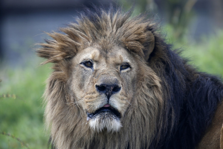 lion-endangered