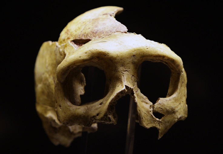 neanderthal skull