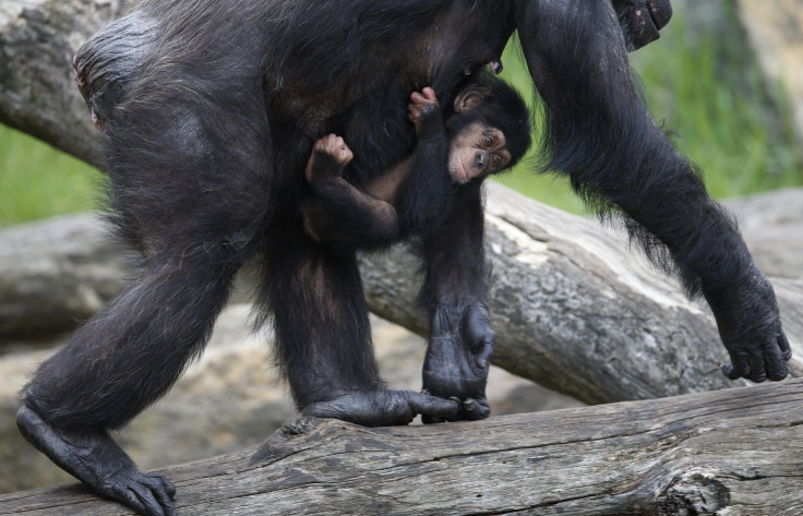 chimp baby