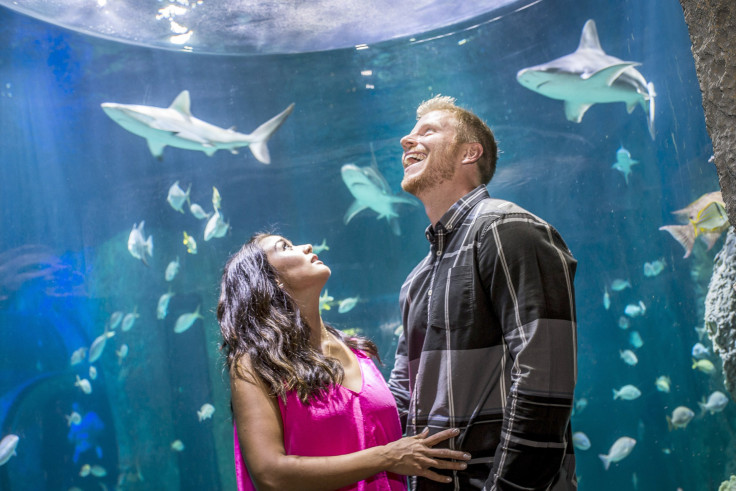 Sean Lowe Catherine Lowe