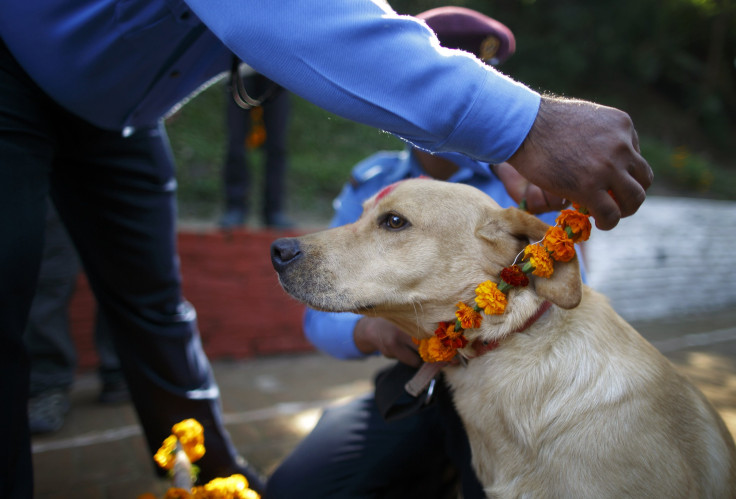 Tihar Festival Honoring Animals