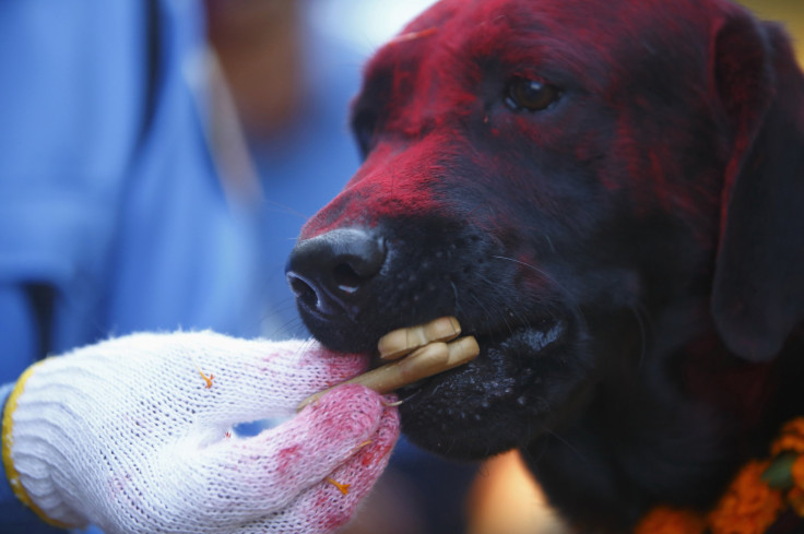 Tihar Festival Dog Gets Treat