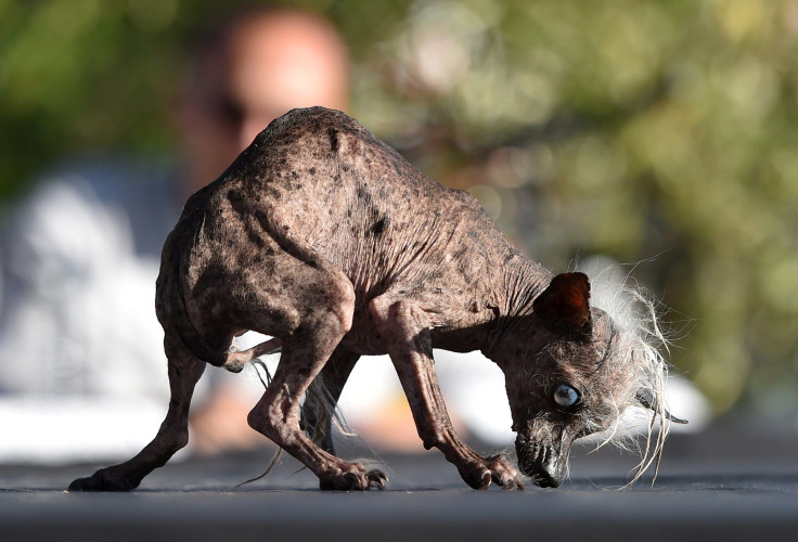 World's Ugliest Dog contest