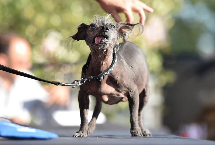 World's Ugliest Dog_1