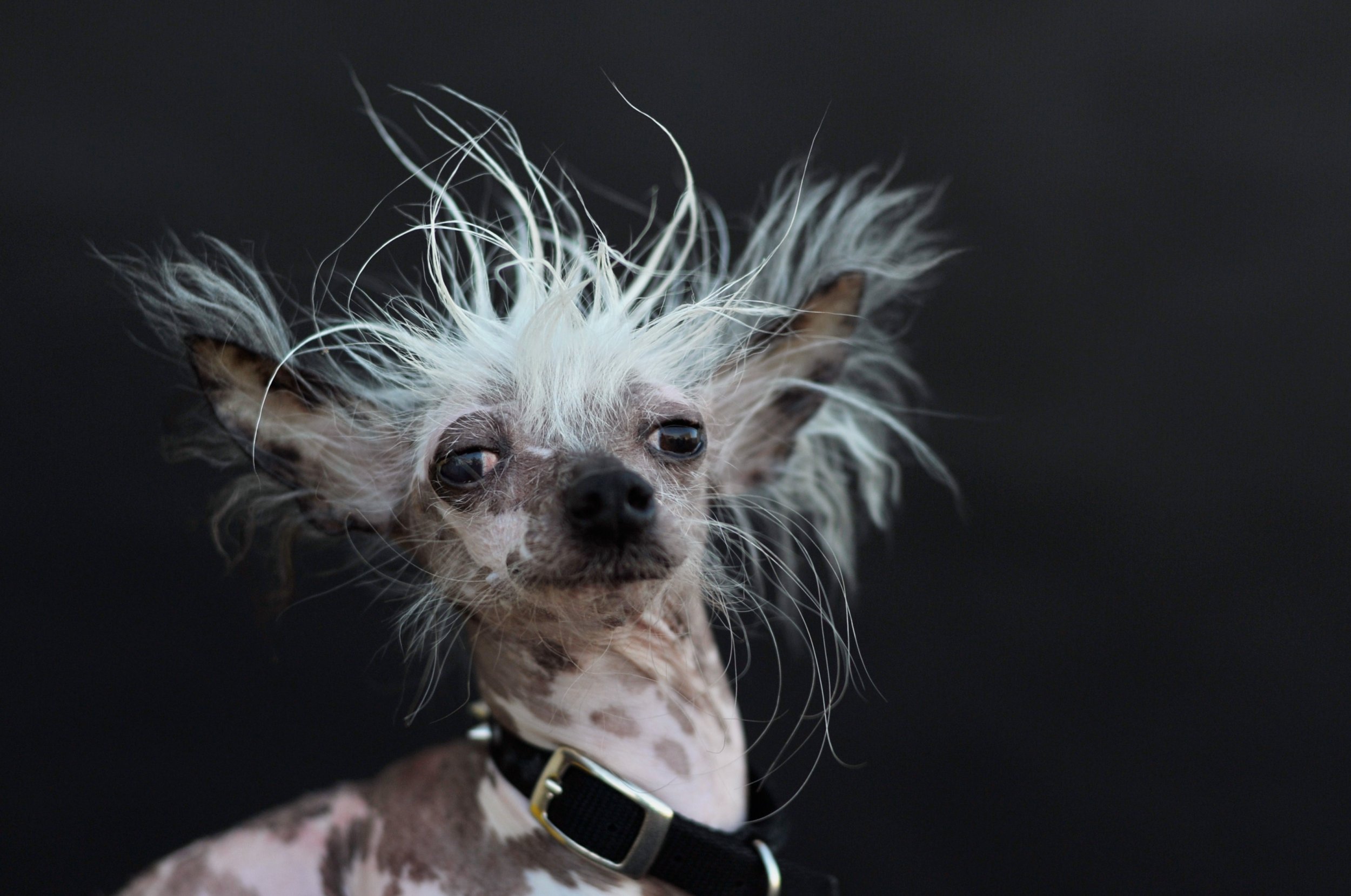 Ugliest Dog Day 2022 Photos, Quotes About Our Loyal, Furry Friends