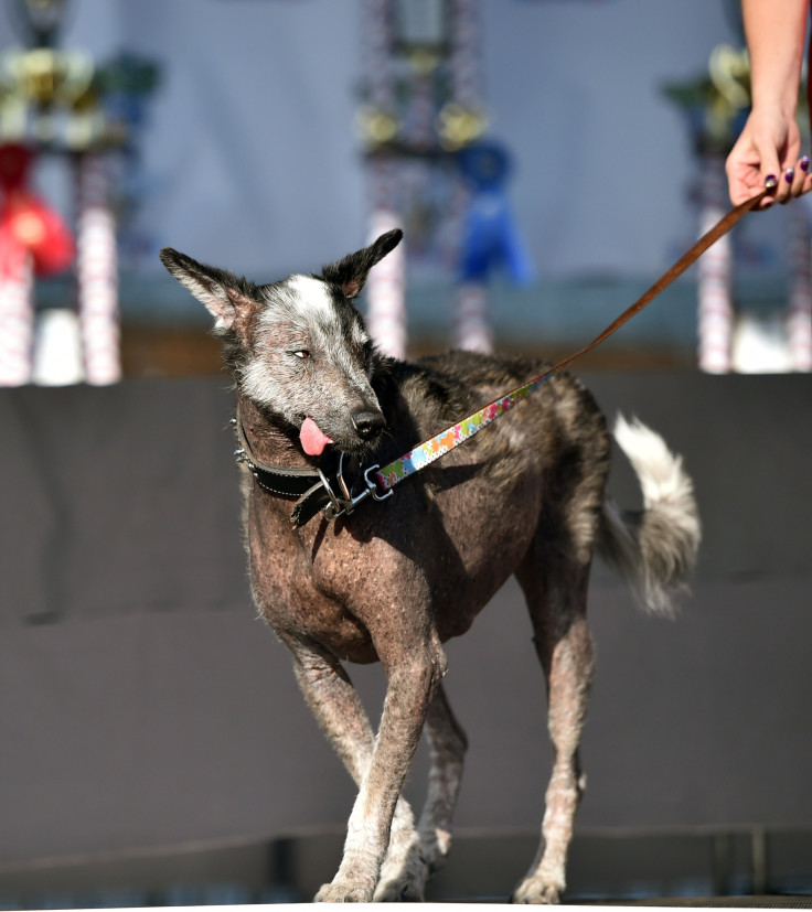 World's Ugliest Dog_4