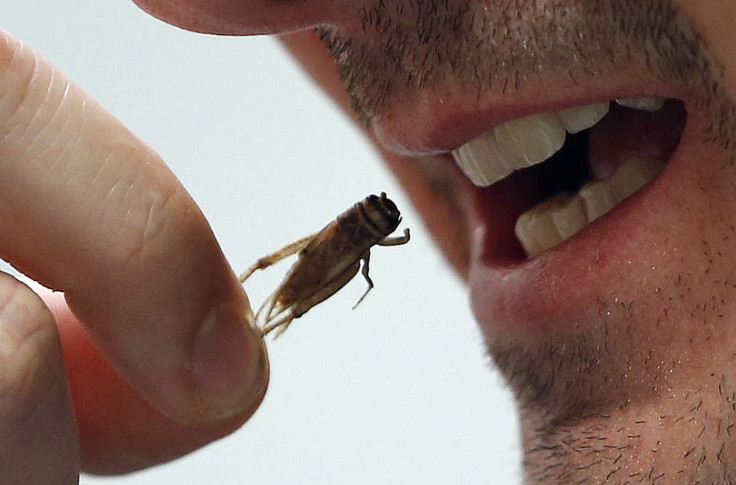 Eating Cricket