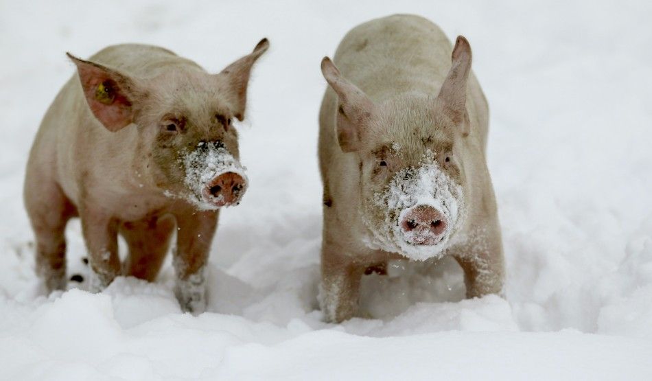 Piglets play on a snow covered field in Swiss town 
