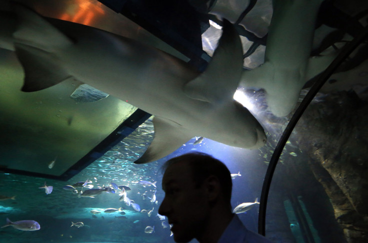 Sharks in Australia