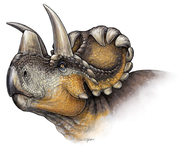 wendicratops-dinosaur
