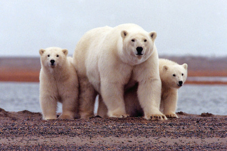 polar-bear-arctic