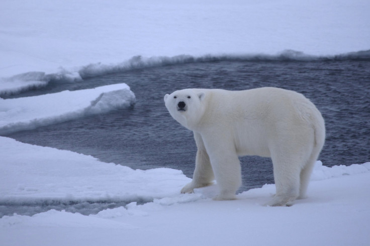 polar bear