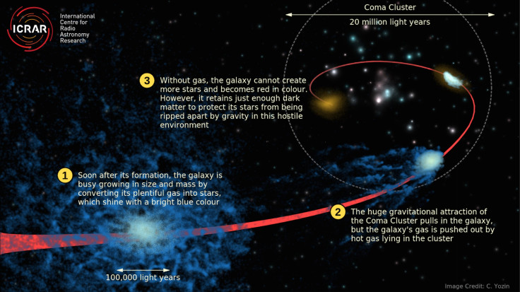 Coma Cluster Galaxies