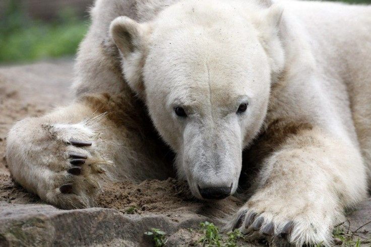 Knut the polar bear