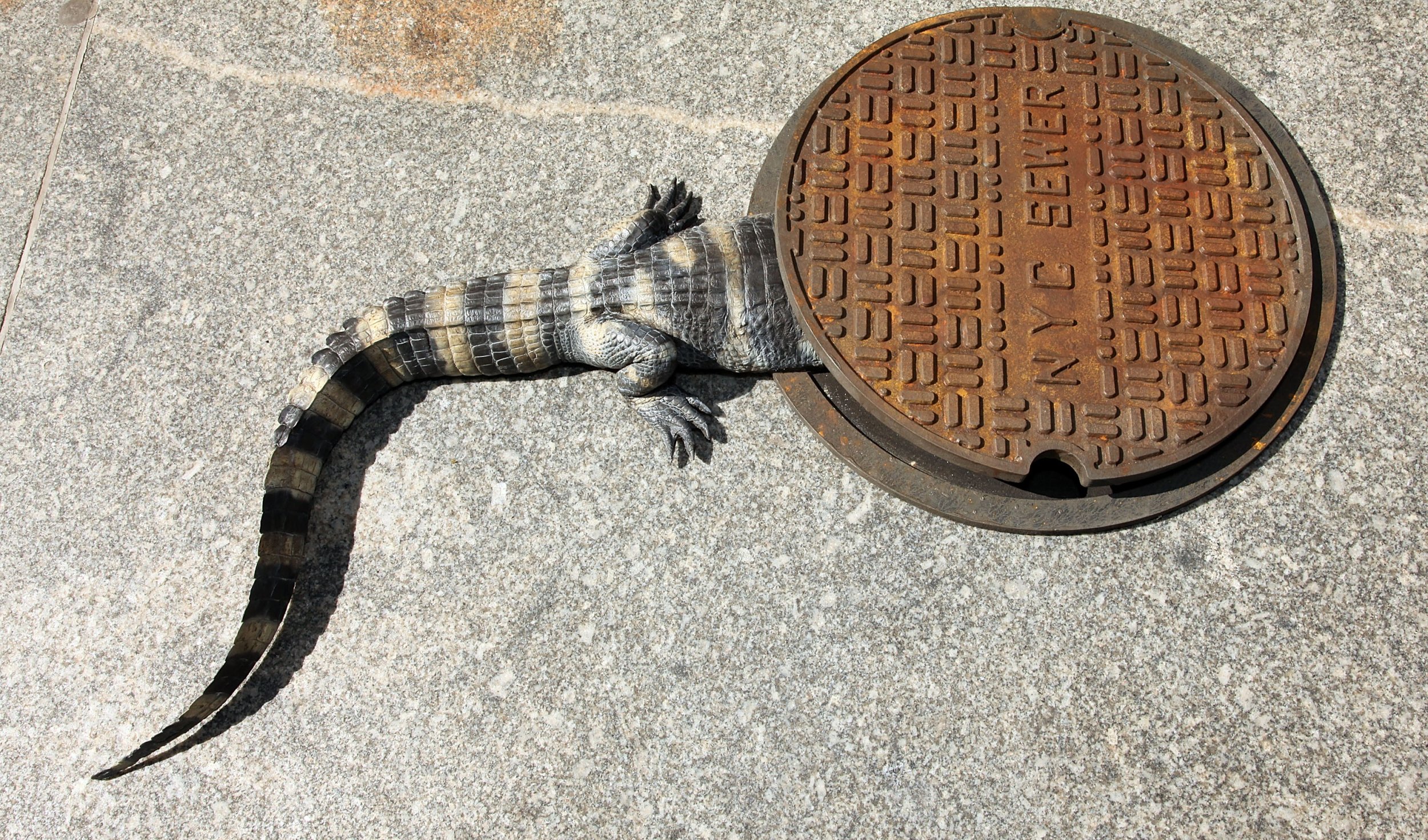 New York City Alligator Spotted In Manhattan Reptile Found In Inwood