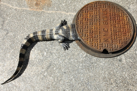 nyc alligator