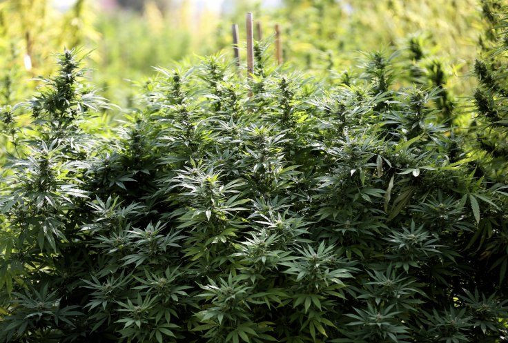 italy-medical-marijuana-cannabis-legalisation