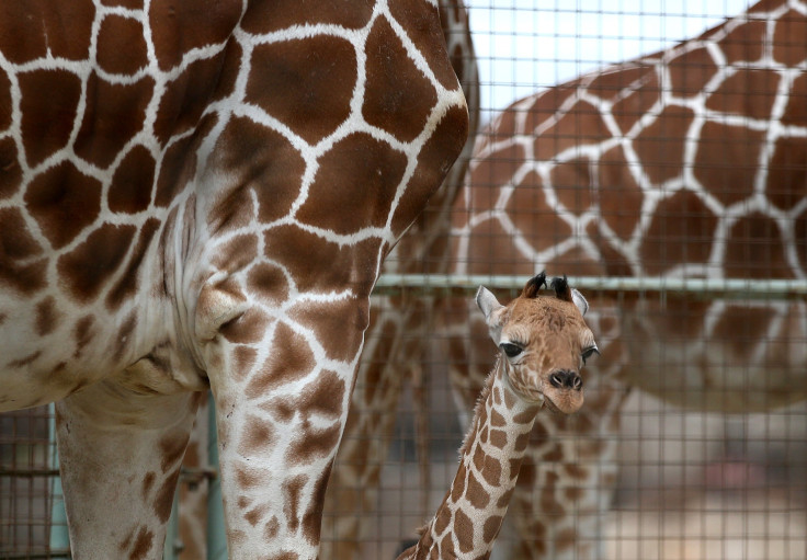 baby giraffes