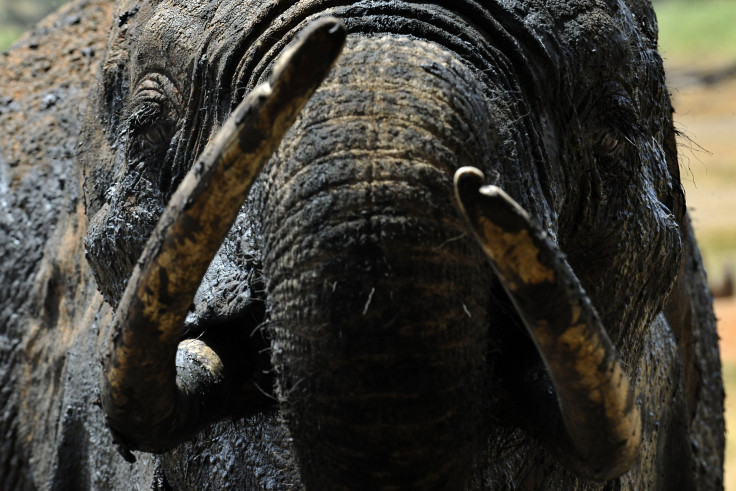 Tsavo West National Park elephant