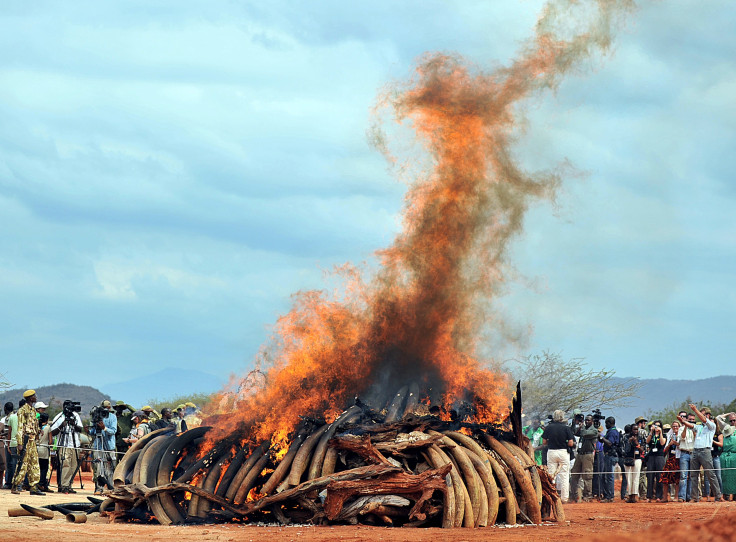 Illegal ivory at Tsavo National Park