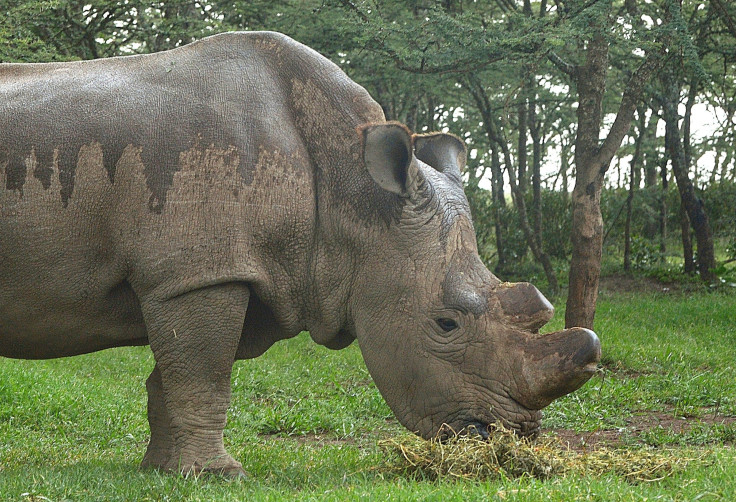 Northern White Rhino