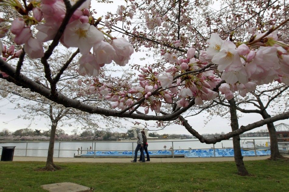 Latest Pictures of Cherry Blossom at Washington 