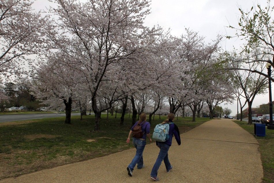 Latest Pictures of Cherry Blossom at Washington 