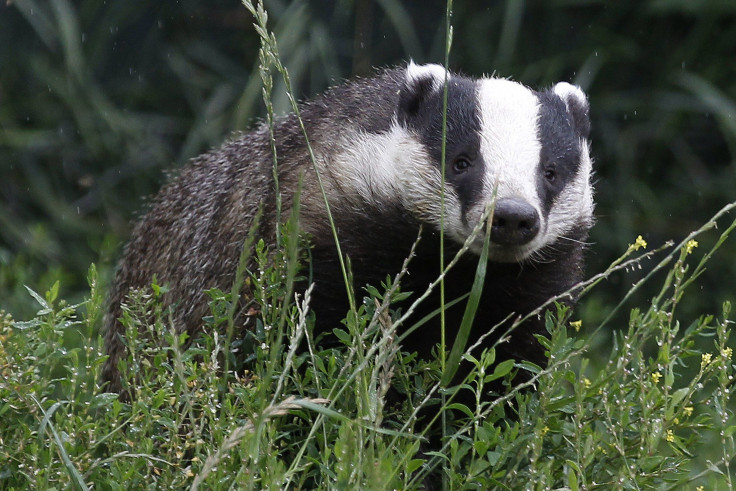 Badger