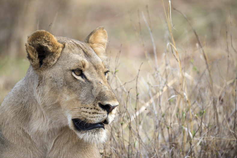 Lioness in Hwange National Park, Zimbabwe