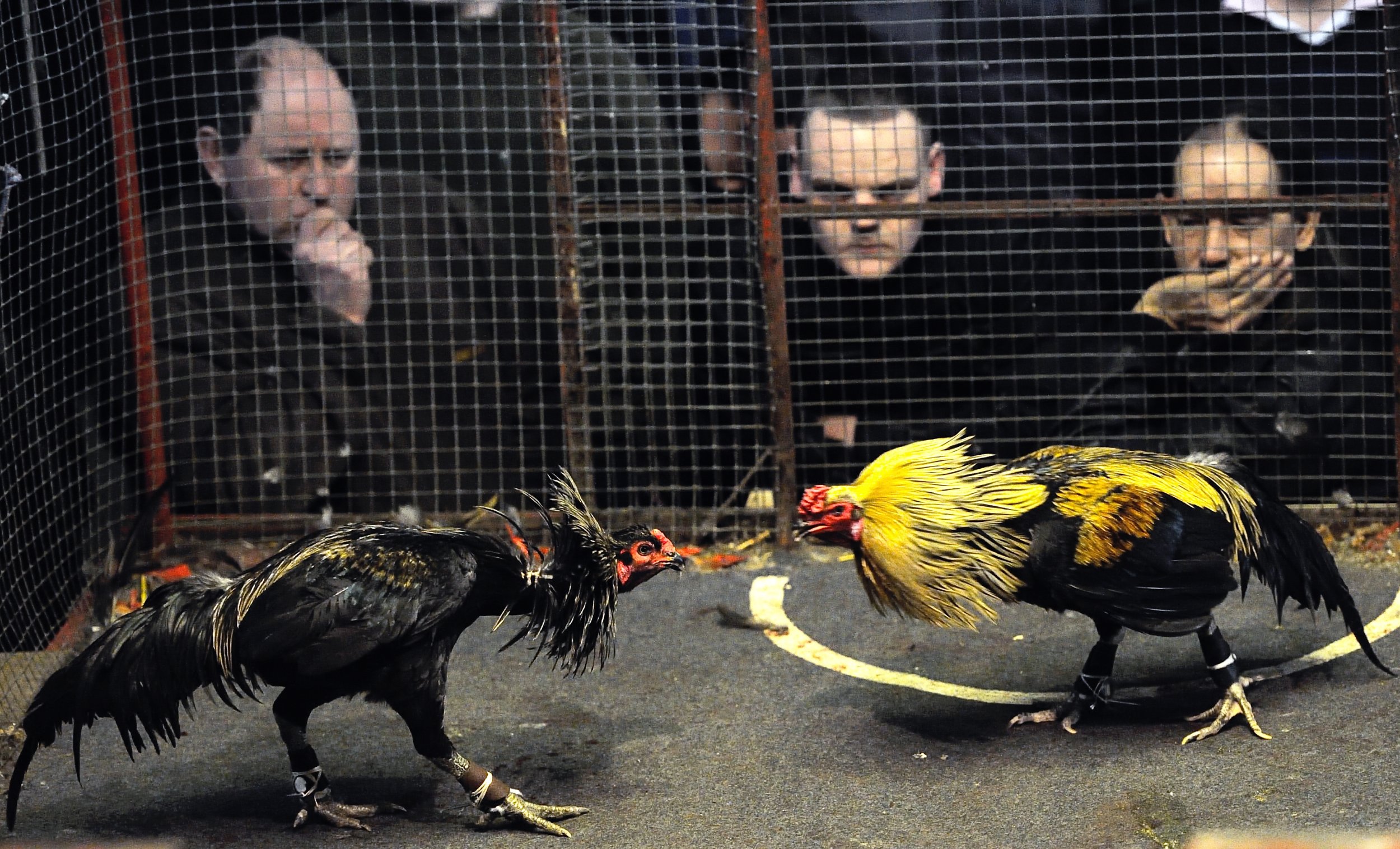 Cockfighting In France: French Court Upholds Law Banning New Cockfight ...