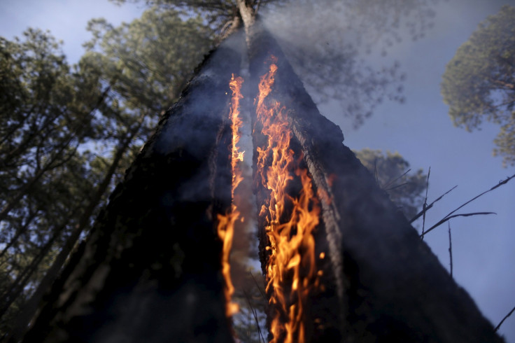 California tree on fire