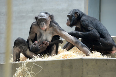 wild-bonobos-peep-call