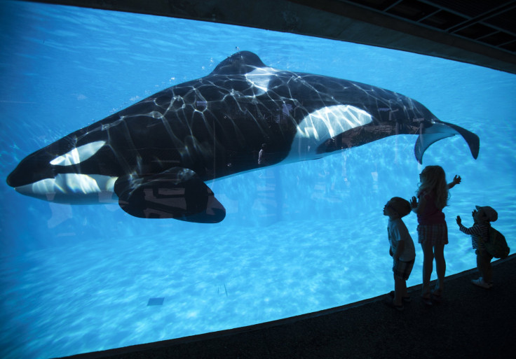 Sea World profits drop