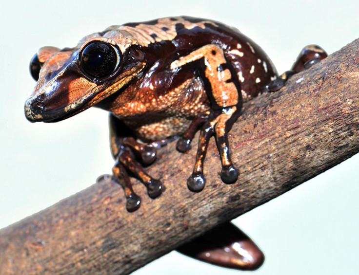 Venom Frog