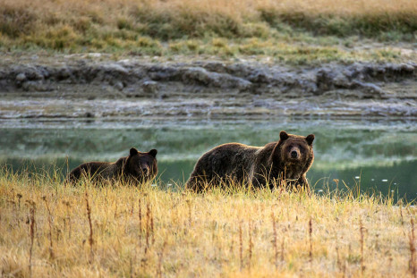 Yellowstone National Park Grizzly Bear