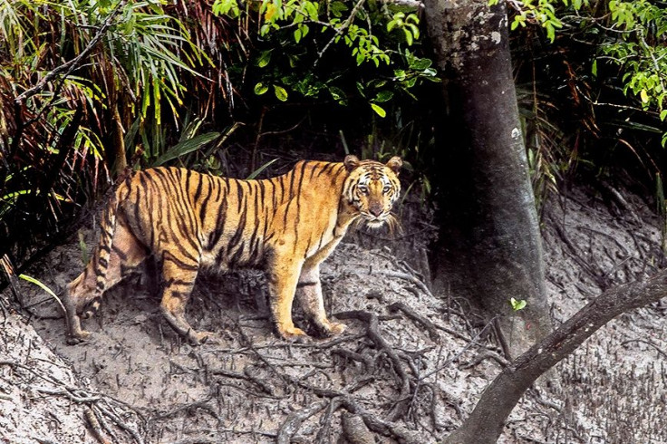 Sundarban Tiger