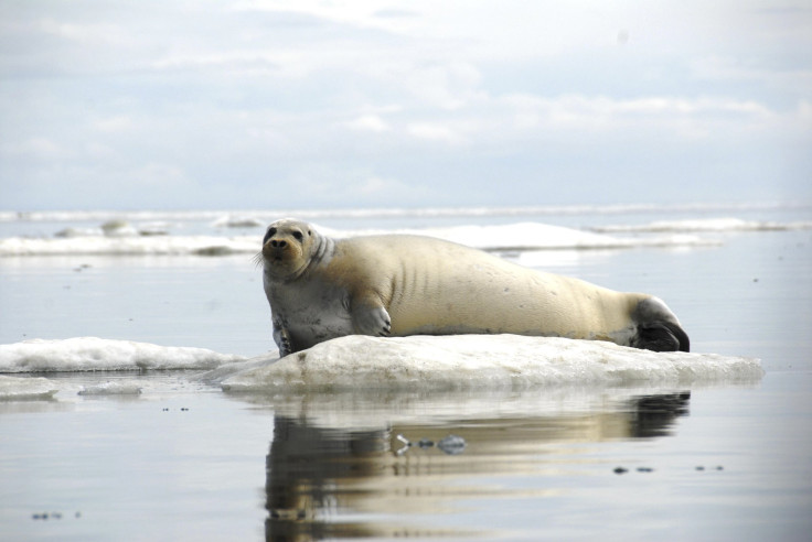 Arctic Sea Ice