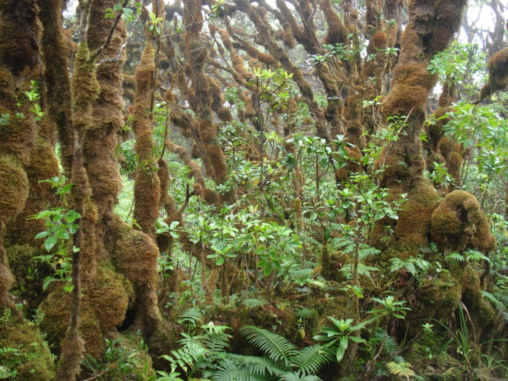 snail habitat