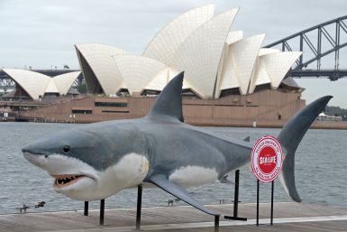 Shark killed Australia
