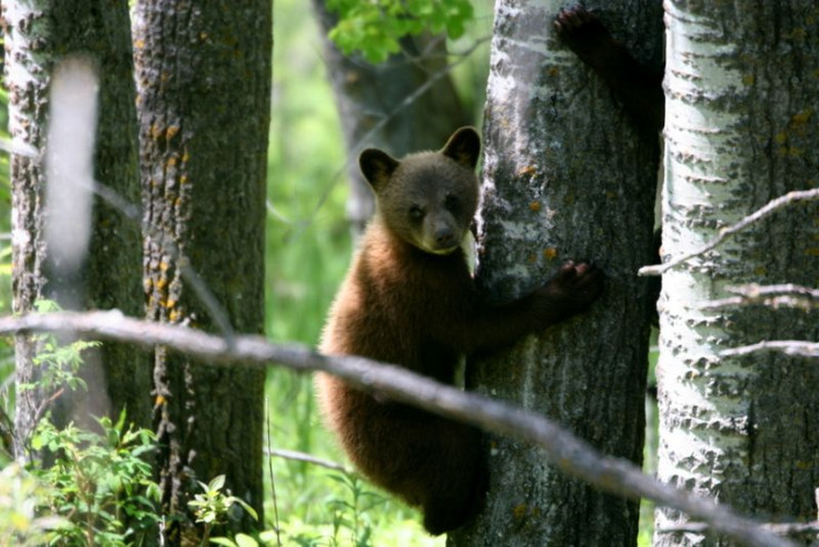 Bear in tree