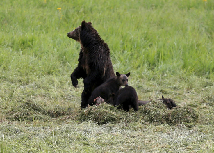 Grizzly bear