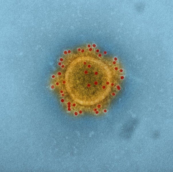 mers cell