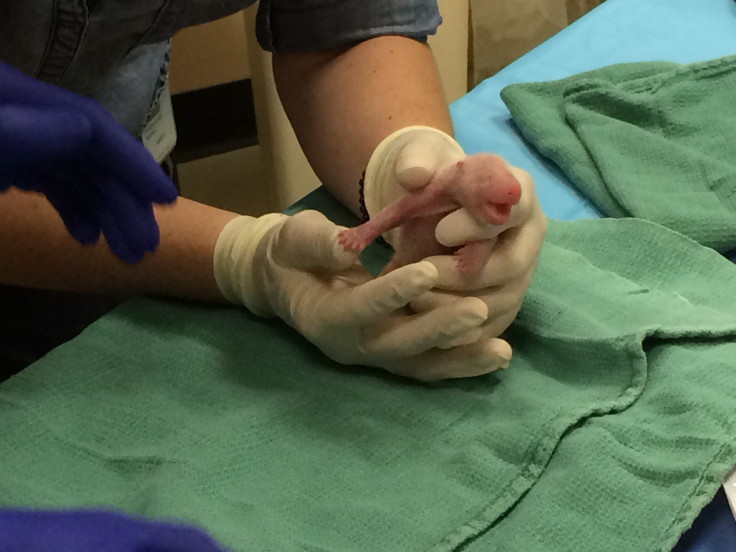 Giant Panda Cubs