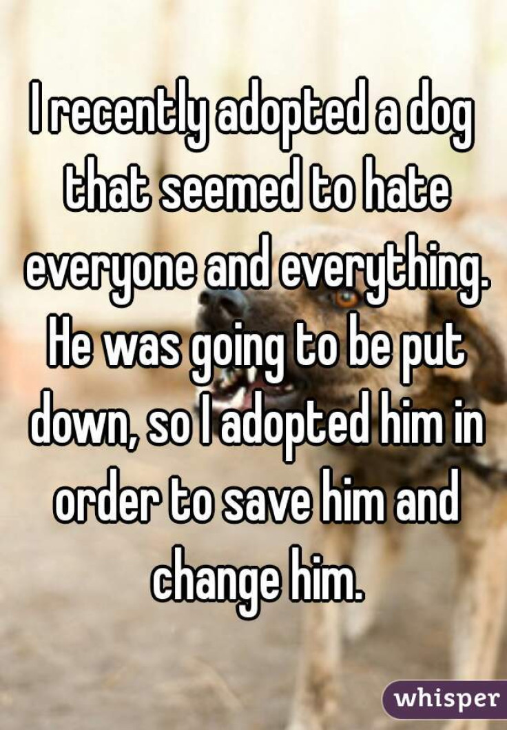 I recently adopted a dog that seemed to hate everyone and everything. He</p><p>was going to be put down, so I adopted him in order to save him and change</p><p>him.