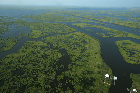 Katrina Louisiana Wetland Loss
