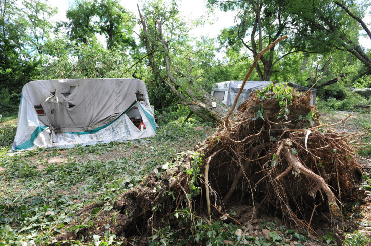 toppled tree