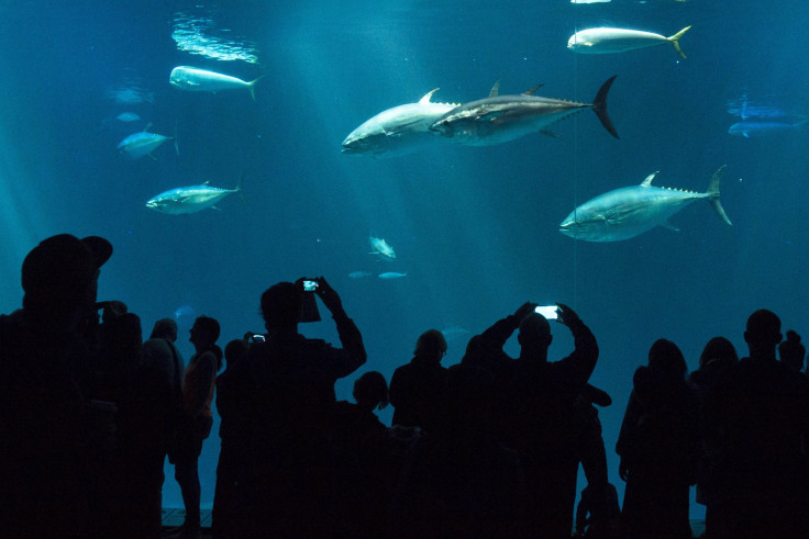 Sharks in California