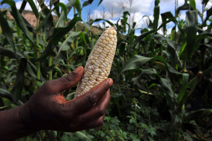 Zimbabwe corn field